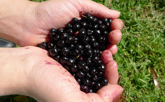 Propiedades del Maqui